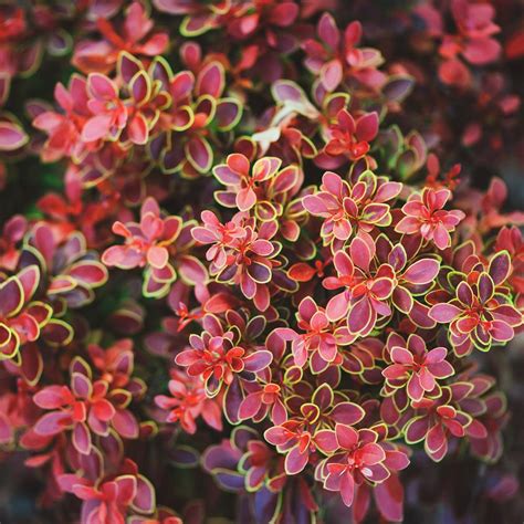 photos of barberry bushes.